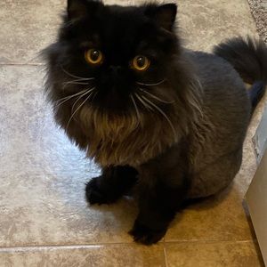 Meet your Posher, Moe